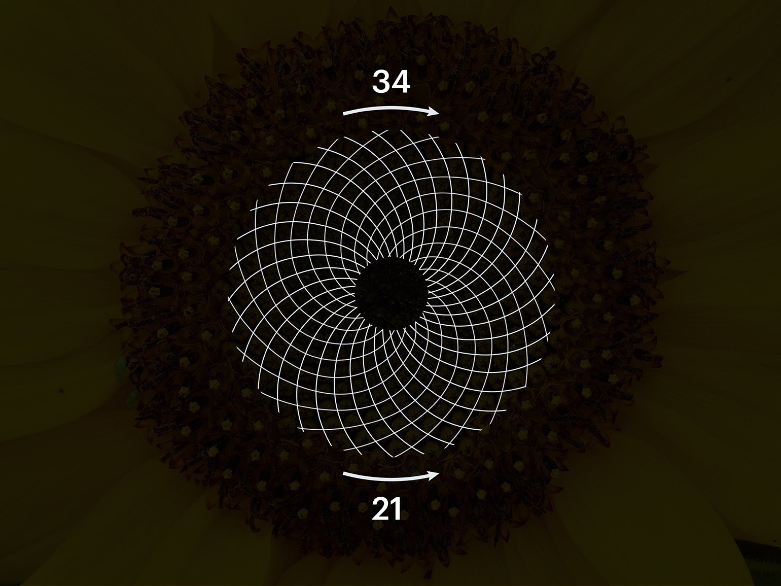 Sistema fibonacci ruleta